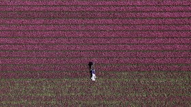 FOTO: Mekar Tulip di Negeri Kincir Angin