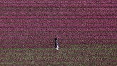 FOTO: Mekar Tulip di Negeri Kincir Angin Belanda sedang berwarna-warni karena kebun Bunga Tulip di sana sedang bermekaran pada bulan ini.