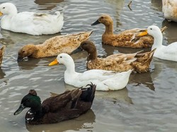 Menggemaskan dan Unik, Sekolah Ini Punya Tradisi Antar Anak Bebek