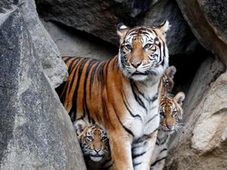 Jejak Harimau Sumatera Kembali Muncul di Kampar Riau