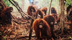 5 Foto Ini Ungkap Pentingnya Menjaga Bumi