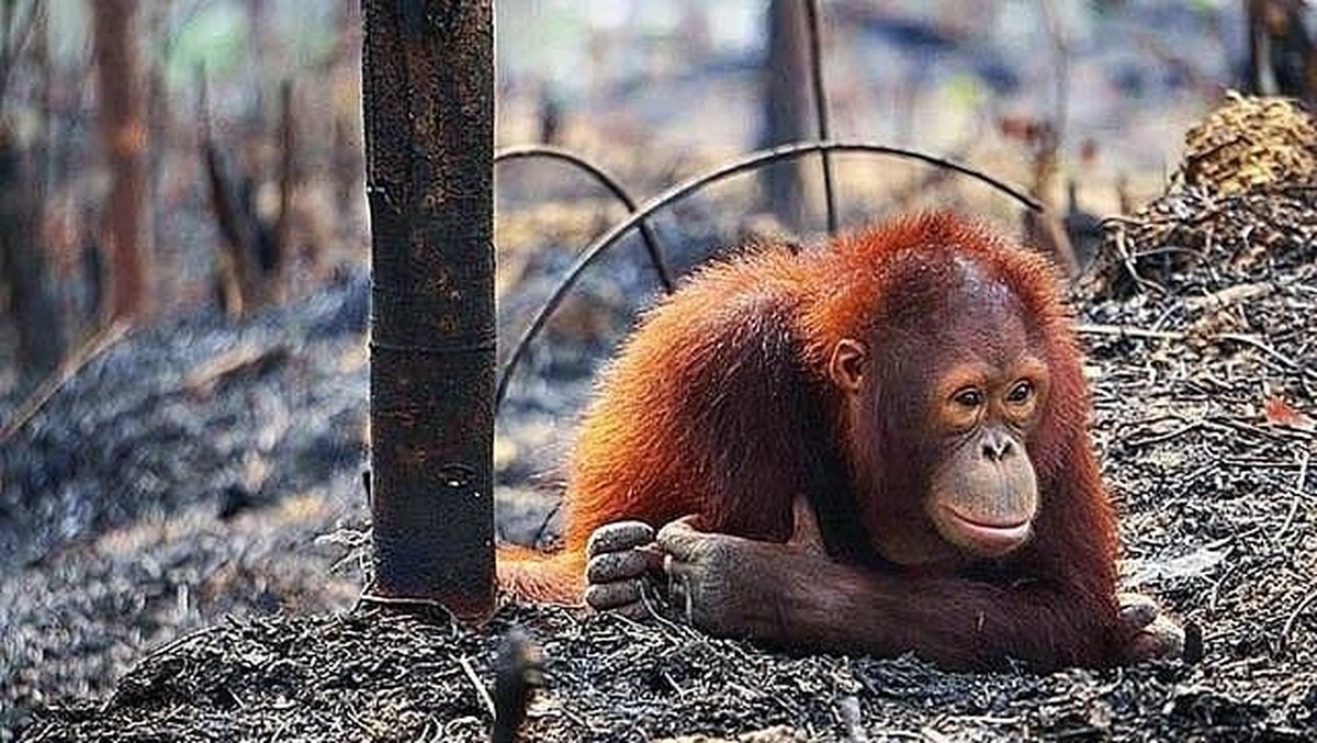 Hari Bumi Sedunia yang jatuh pada 22 April&comma; jadi momen untuk menjaga kelestarian bumi&period; Tujuh foto ini ungkap pentingnya menjaga seisi bumi dari kepunahan&period;