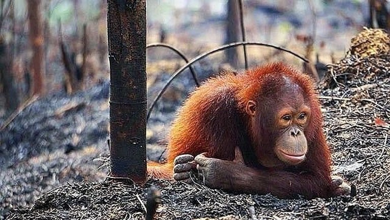 Hari Bumi Sedunia yang jatuh pada 22 April, jadi momen untuk menjaga kelestarian bumi. Tujuh foto ini ungkap pentingnya menjaga seisi bumi dari kepunahan.