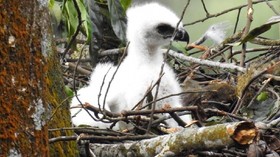 Garuda si 'Penguasa Langit Jawa' Menetas di Gunung Pangrango