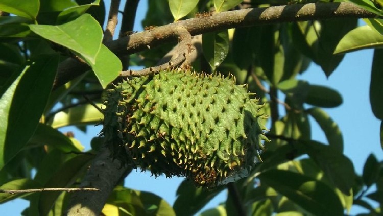 daun sirsak