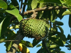 15 Manfaat Daun Sirsak Bagi Kesehatan dan Cara Pengolahannya
