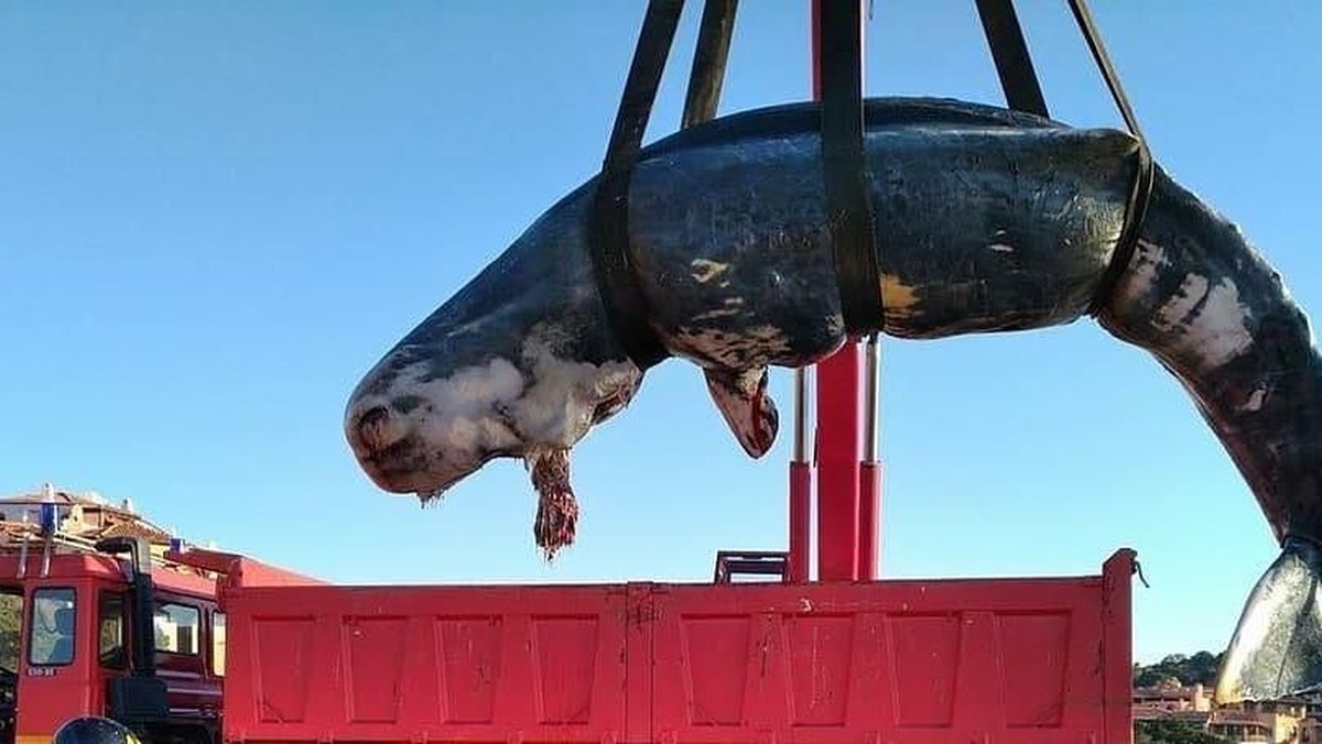 Hari Bumi Sedunia yang jatuh pada 22 April&comma; jadi momen untuk menjaga kelestarian bumi&period; Tujuh foto ini ungkap pentingnya menjaga seisi bumi dari kepunahan&period;