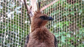 Mengenal Elang Jawa, Garuda si 'Penguasa Langit Jawa'