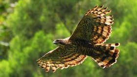 7 Destinasi Wisata Seru untuk 'Birdwatching' di Indonesia