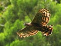 Jejak Garuda 'Penguasa Langit Jawa' di Tanah Gede Pangrango
