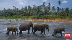 Ahli Prediksi Penyebab Ratusan Gajah Mati Misterius