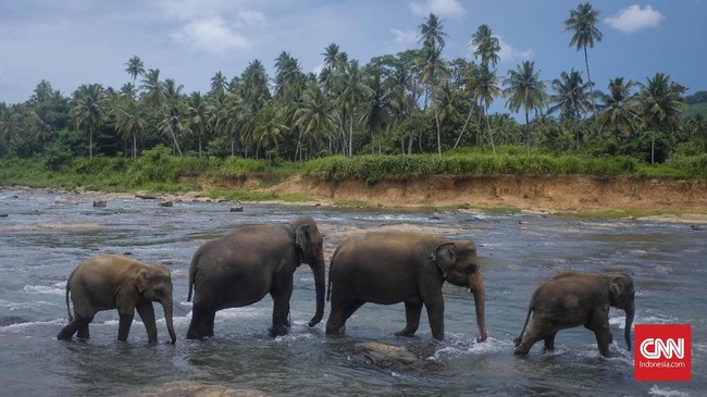 Panti asuhan khusus gajah menjadi jualan wisata Sri Lanka. Berada di desa Pinnawala, 6 jam dari kota Colombo. Pelancong disuguhi, puluhan gajah yang dimandikan oleh pelatih. di sungai Maha Oya. Waktu terbaik untuk menyaksikan atraksi ini adalah pagi hari. CNNIndonesia/Safir Makki