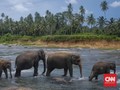 Ahli Prediksi Penyebab Ratusan Gajah Mati Misterius
