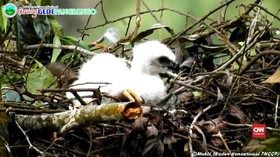 VIDEO: Mengintip Lahirnya Elang 'Garuda' di Gede Pangrango