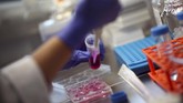 FOTO: Peneliti Jerman Kembangkan Organ Tembus Pandang Tim peneliti asal Jerman mengembangkan teknologi untuk membuat organ transplantasi tembus pandang.