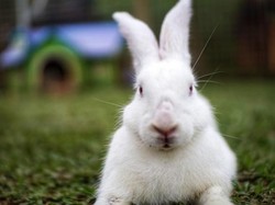 7 Jenis Kelinci Hias Serta Cara Merawatnya