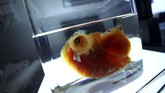 FOTO: Peneliti Jerman Kembangkan Organ Tembus Pandang Tim peneliti asal Jerman mengembangkan teknologi untuk membuat organ transplantasi tembus pandang.
