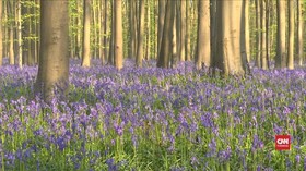 VIDEO: Keindahan Hutan Biru Keunguan di Belgia
