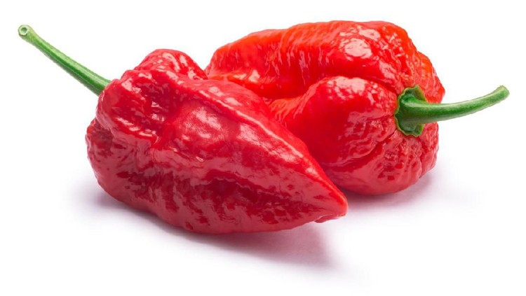 Umami dan ghost pepper