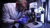 FOTO: Peneliti Jerman Kembangkan Organ Tembus Pandang Tim peneliti asal Jerman mengembangkan teknologi untuk membuat organ transplantasi tembus pandang.