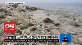 VIDEO: Eksotisme Jamur Karang di Pulau Tak Berpenghuni