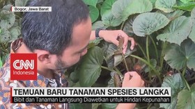 VIDEO: Begonia & Alpinia, Temuan Baru Tanaman Spesies Langka