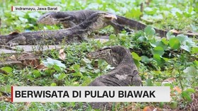 VIDEO: Berwisata di Pulau Biawak