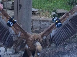 10 Burung yang Terbang Paling Tinggi, Ada yang Bisa Lewati Puncak Everest!