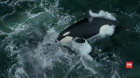 VIDEO: Orca Serang Paus Abu-abu di Perairan California