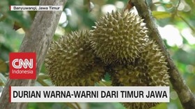 VIDEO: Mencicipi Durian Warna-Warni Dari Jawa Timur