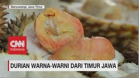 VIDEO: Lezatnya Durian Warna-warni dari Timur Jawa
