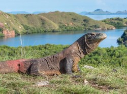 Fakta di Balik Tiket Masuk Komodo Rp 14 Juta