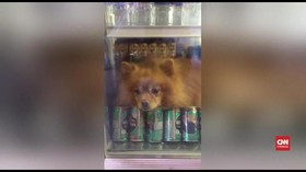 VIDEO: Kepanasan, Anjing di Thailand 'Berteduh' dalam Kulkas