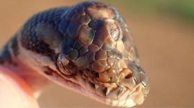 Ular Bermata Tiga Ditemukan di Australia