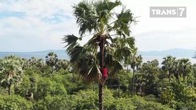 VIDEO: Asal Usul Sophia, Minuman Fermentasi Tanah Flores