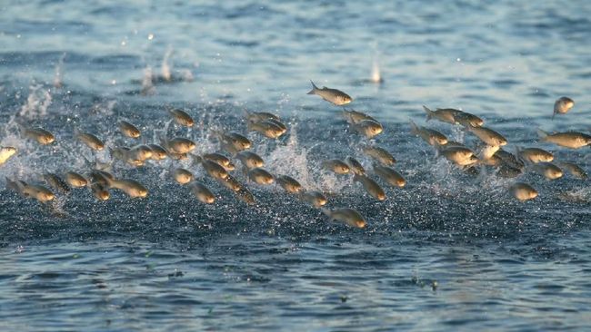 Fenomena ikan beterbangan ke daratan Jakarta Utara dipengaruhi perbedaan oksigen serta suhu air di dasar dan permukaan laut.