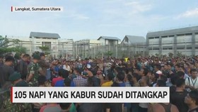 VIDEO: 105 Napi yang Kabur di Lapas Langkat Sudah Ditangkap