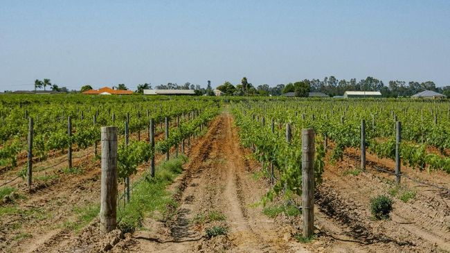 Penggemar wine jangan lupa datang ke Swan Valley untuk menikmati wisata ke ladang anggurnya.
