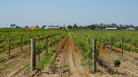 Menikmati Wine Langsung dari Kebun di Swan Valley