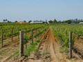 Menikmati Wine Langsung dari Kebun di Swan Valley