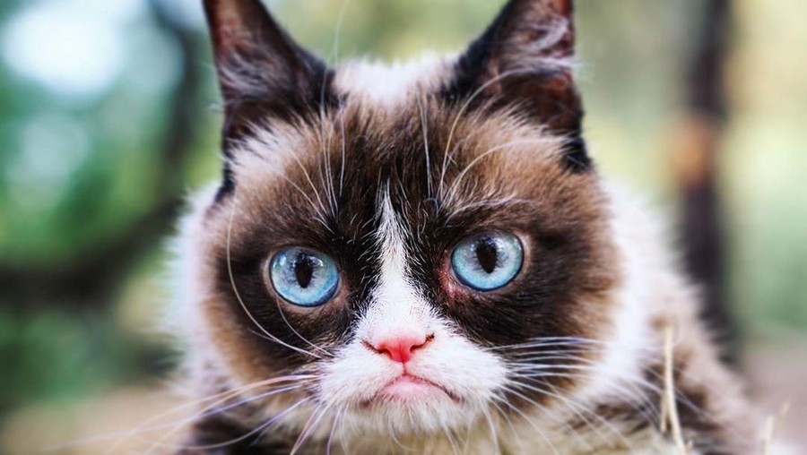 Kucing internet terkenal, The Grumpy Cat telah tiada pada hari Selasa, (14/5) saat berusia 7 tahun.