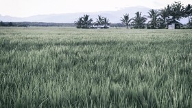Jokowi Ingin Ubah Lahan Gambut, Walhi Ungkit Kegagalan Orba