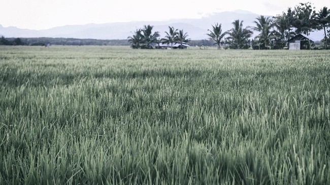 Hamparan sawah hasil kerja paksa para tahanan politik di Savana Jaya, Pulau Buru, Maluku. ANTARA FOTO/Hafidz Mubarak A