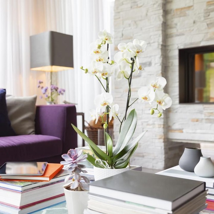 Padupadan sofa ungu dengan bantal besar berwarna-warni menjadi pilihan yang cukup menggoda nih, Bun. Memajang anggrek di tengah meja akan membuat ruangan jadi lebih hidup. (Foto: iStock)