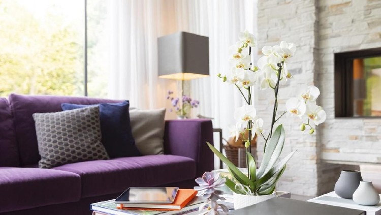 Books, succulents and orchid on living room coffee table