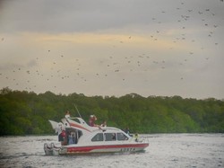 Menelusuri Pulau Kalong Labuan Bajo, Rumah Bagi Kawanan Kelelawar Raksasa