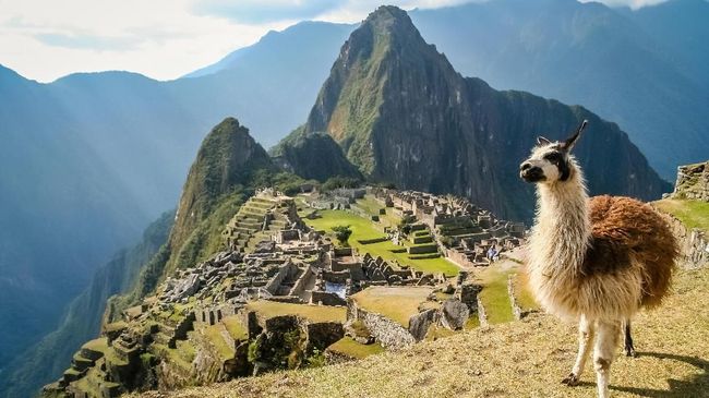 Mengakrabi Llama di Peru Llama merupakan keluarga dari camelid, atau sejenis unta. Namun keluarga unta di Peru tidak hanya llama saja, karena sekitar tujuh jenis lagi.