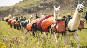Antibodi Llama Diteliti Buat Obati Covid-19