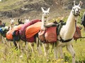 Antibodi Llama Diteliti Buat Obati Covid-19
