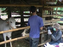Bertambah, Jumlah Warga yang Positif Antraks di Gunungkidul Jadi 30 Orang